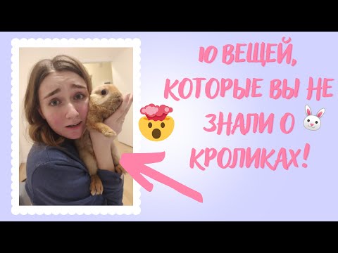 Видео: 10 ВЕЩЕЙ, КОТОРЫЕ НУЖНО ЗНАТЬ, ПРЕЖДЕ ЧЕМ ЗАВОДИТЬ ДЕКОРАТИВНОГО КРОЛИКА!