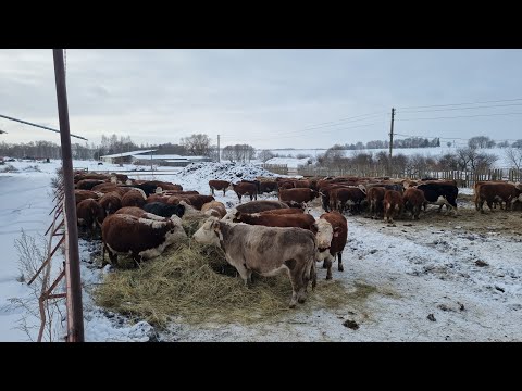 Видео: НАЧАЛО ЗИМОВКИ СТЕЛЬНЫХ КОРОВ. Налаживаем работу в Мороз...