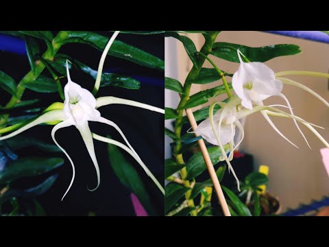 Видео: Ангрекумы плохо растят корни-правда или миф?