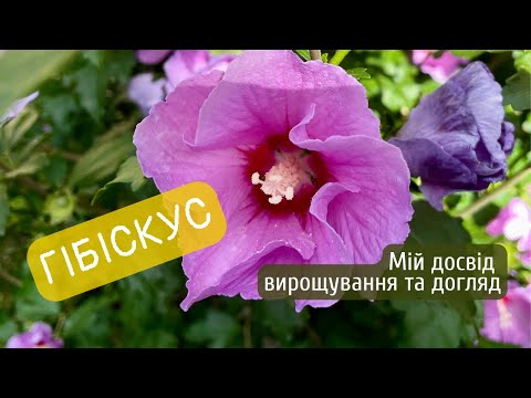 Видео: Гібіскус. Мій досвід вирощування