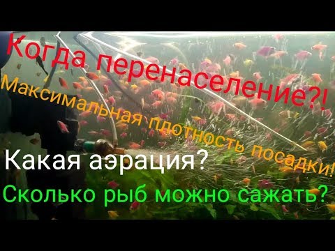 Видео: Сколько рыб в аквариум можно посадить?Перенаселение?
