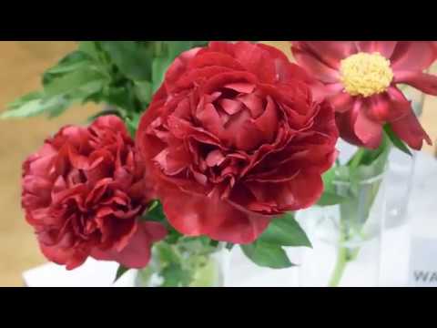 Видео: ПИОНЫ! Множество сортов и расцветок. Выставка.Латвия
