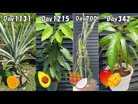 Видео: Выращивать тропические фруктовые деревья можно дома даже в холодных регионах.