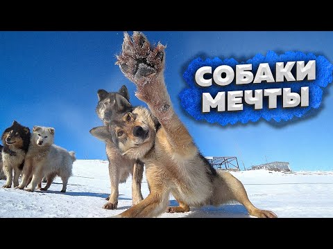 Видео: Дорога с перевала Дятлова \ Собаки мечты \ Идем по Лозьве \ Гостеприимные манси \ Ушма #6