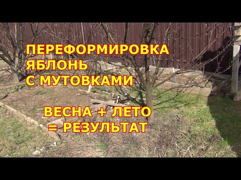 Видео: ПЕРЕФОРМИРОВКА ЯБЛОНЬ с МУТОВКАМИ. ВЕСНА + ЛЕТО = РЕЗУЛЬТАТ
