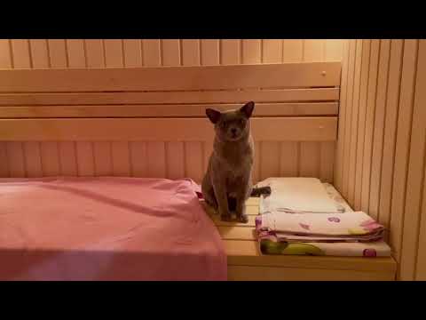 Видео: Отзывы от владельцев кошек бурма из питомника Алдис