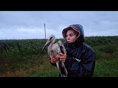 Видео: НЕВЕРОЯТНОЕ ПРОИСШЕСТВИЕ В ДЕРЕВНЕ! Ради спасения ушли в кукурузное поле ночью в ураган!