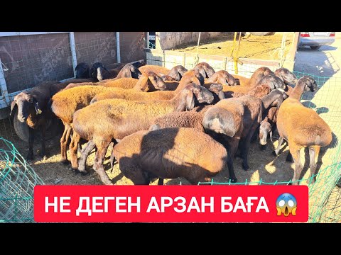 Видео: ҚЫЗЫЛОРДА МАЛ БАЗАРЫ, ҚОЙ ЕШКІ ТЕКЕ ҚОШҚАР БАҒАЛАРЫ.