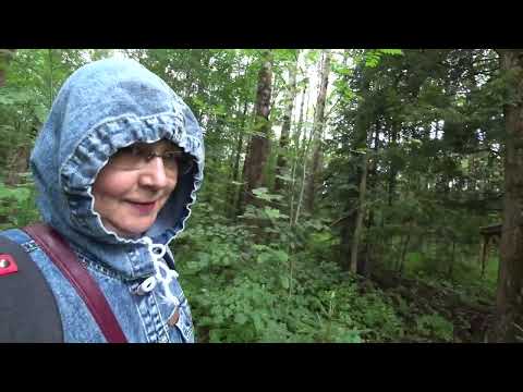 Видео: В лес за грибами, много лисичек, нашли таинственное стойбище. Пермь. 18 июля 2025