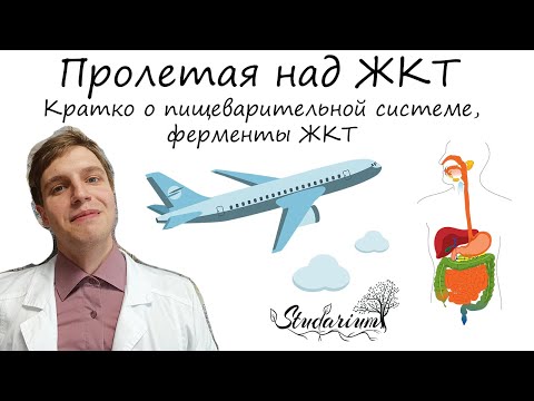 Видео: Пролетая над ЖКТ | Строение и ферменты пищеварительной системы