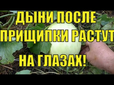 Видео: Формирование и прищипка дынь. Результат Вас удивит!