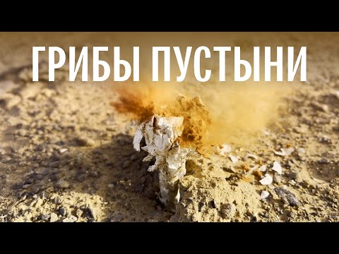 Видео: Грибы пустыни. Подаксис, боверия, монтанея, феллориния. Михаил Вишневский