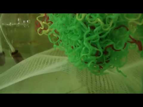 Видео: Нерест барбуса, первый опыт