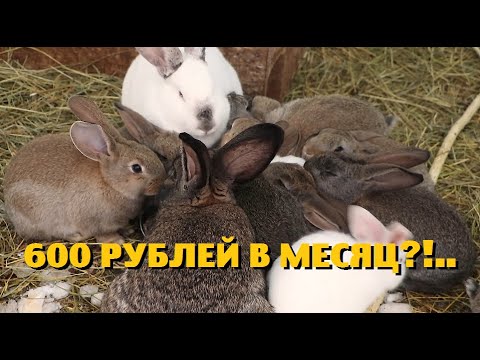Видео: Получил больше 200000 дохода , но не получил прибыли!