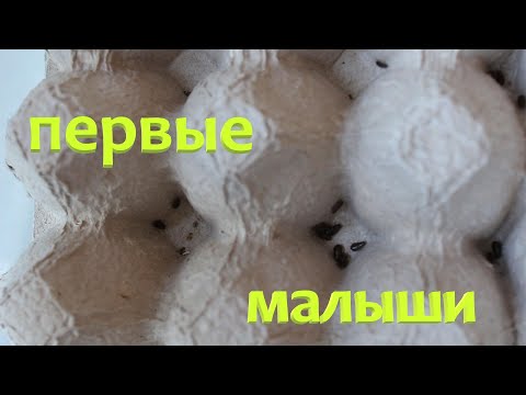 Видео: Ч. 2 Мраморные тараканы разведение / Первые малыши / Ферма таракан