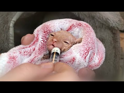 Видео: Показываю,как первый раз прикармливаю котят Сфинкса🐈 и чем🥛