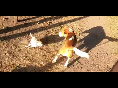 Видео: Жизнь без собак. Наши гости Чихуахуа / Life without dogs. Our guests Chihuahua