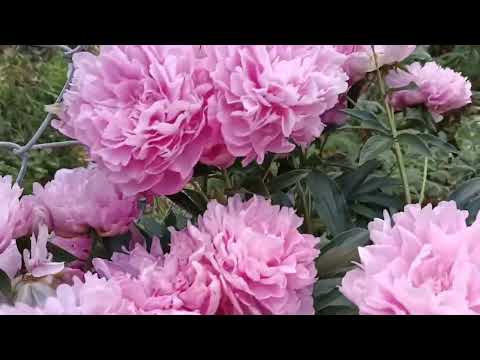 Видео: Изненада с късно цъфналите божури