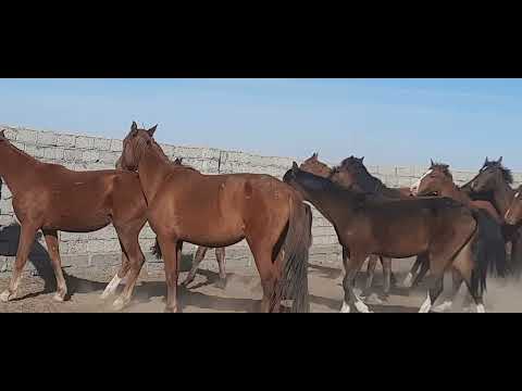 Видео: Көктал жылқы 2