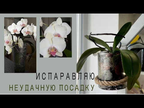 Видео: Узкая колба в этот раз ПОДВЕЛА❗️ИСПРАВЛЯЮ. Пересаживаю орхидею