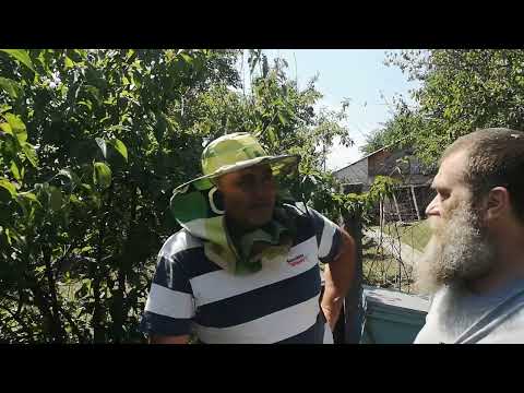 Видео: Вероятные причины гибели маток в изоляторе и банке маток. Проверка маток в БМ-12