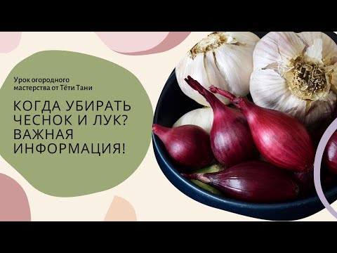 Видео: Когда убирать чеснок и лук?