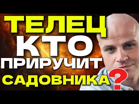 Видео: ТЕЛЕЦ. КТО СПОСОБЕН ПРИРУЧИТЬ САДОВНИКА?