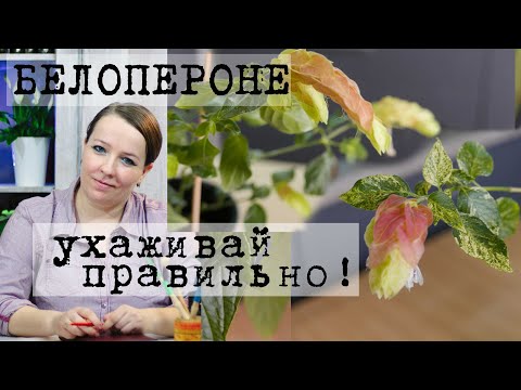 Видео: Белопероне - уход в домашних условиях