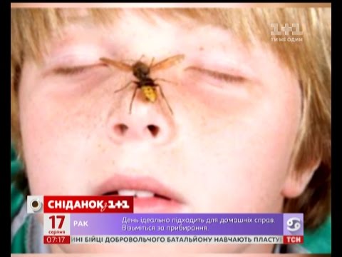 Видео: Укус оси - як уникнути