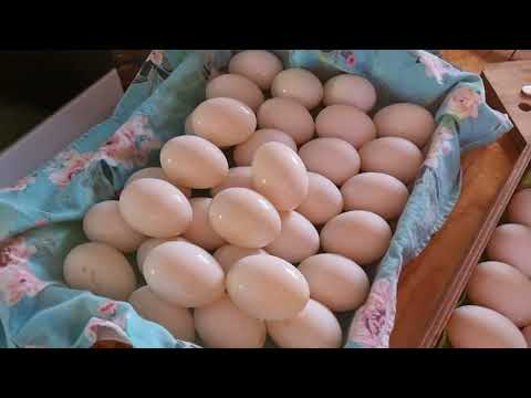 Видео: Инкубациябыт саҕаланна