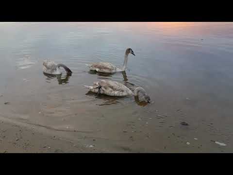 Видео: РЫБАЛКА ЗАПОРОЖЬЕ ПЛОТВА ЛОВИТЬСЯ ОЧЕНЬ ХОРОШО ЗДЕСЬ 