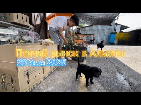 Видео: Птичий рынок в Алматы