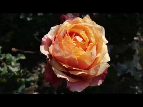 Видео: Родное село... 