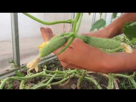 Видео: МАСТЕР - КЛАСС : ФОРМИРОВАНИЕ КОЛЬЦА ИЗ СТЕБЛЯ ОГУРЦА.