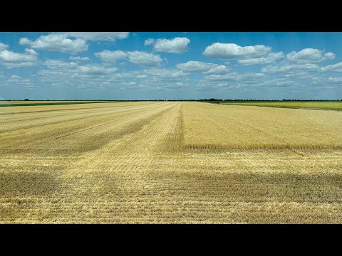Видео: Жнива  ячьмінь сандра 21 червня 2025 р.
