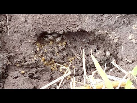 Видео: Отличный способ борьбы с медведкой.