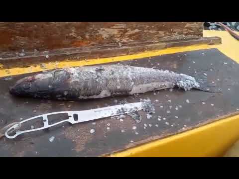 Видео: Плавание яхты Селена 2025г.