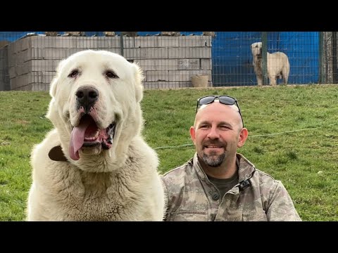 Видео: ГИГАНТСКАЯ СОБАКА АЛАБАЙ!!! НЕВЕРОЯТНАЯ СОБАКАЯ ФЕРМА