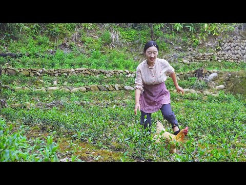 Видео: Гриб рубленый рубец | Принятие всего плохого — это первый шаг к тому, чтобы стать лучше.