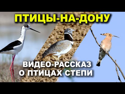 Видео: Птицы-на-Дону
