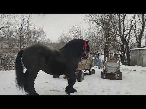 Видео: Коні🐴🐴🐴 Ваговози..... Хілтон на Тернопільщині.Оце і є нова Покупка...0672833649 Ігор.