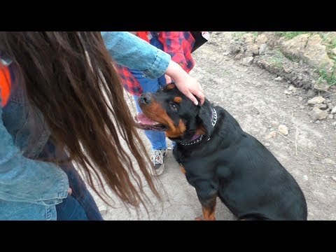 Видео: Отношение к детям. Ротвейлер