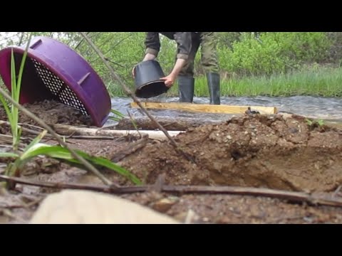 Видео: Золотой песок со старого русла