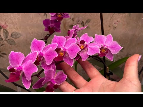 Видео: Подростки-НОВИНКИ из Азии. Орхидеи у МАМЫ/я с мамой "на одной волне".