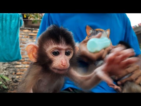 Видео: О МОЙ БОГ, ГОЛОВКА ОБЕЗЬЯНКИ ИЗРЫВАЕТ ТАК МНОГО МОЛОКА