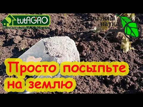 Видео: ПОСЫПЬТЕ ЗЕМЛЮ ПОСЛЕ УБОРКИ КАРТОФЕЛЯ. Исчезнут проволочник и медведка. Безопасно и без препаратов.