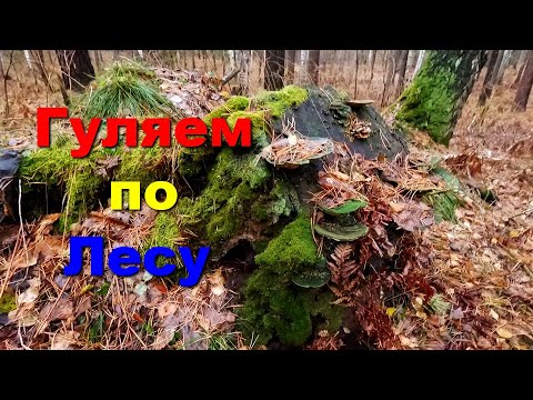 Видео: Гуляю по лесу.