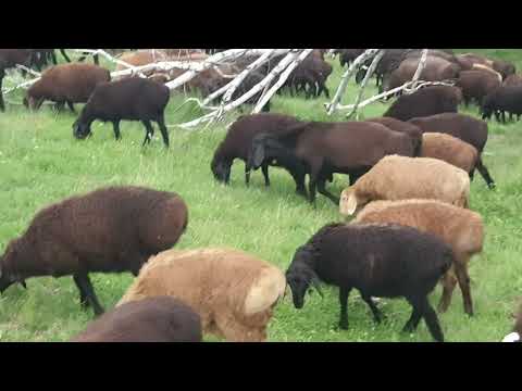 Видео: Бараны на пастбище 🐏