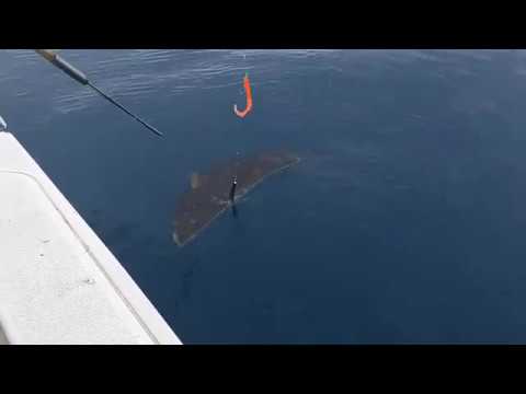 Видео: Палтус 2018