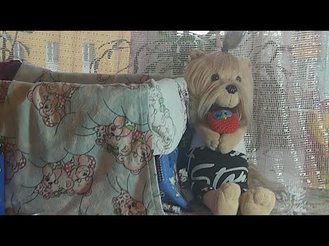 Видео: Уход За Лаки Доги Породы Йоркширский Терьер